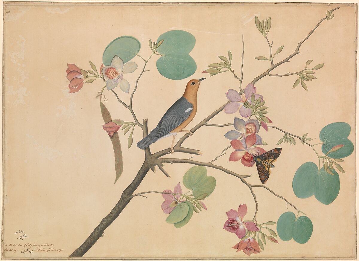 An Orange-Headed Ground Thrush and a Death's-Head Moth on a Purple Ebony Orchid Branch, Shaikh Zain al–Din (Indian, born Patna, Bihar), Opaque watercolor and ink on paper 
