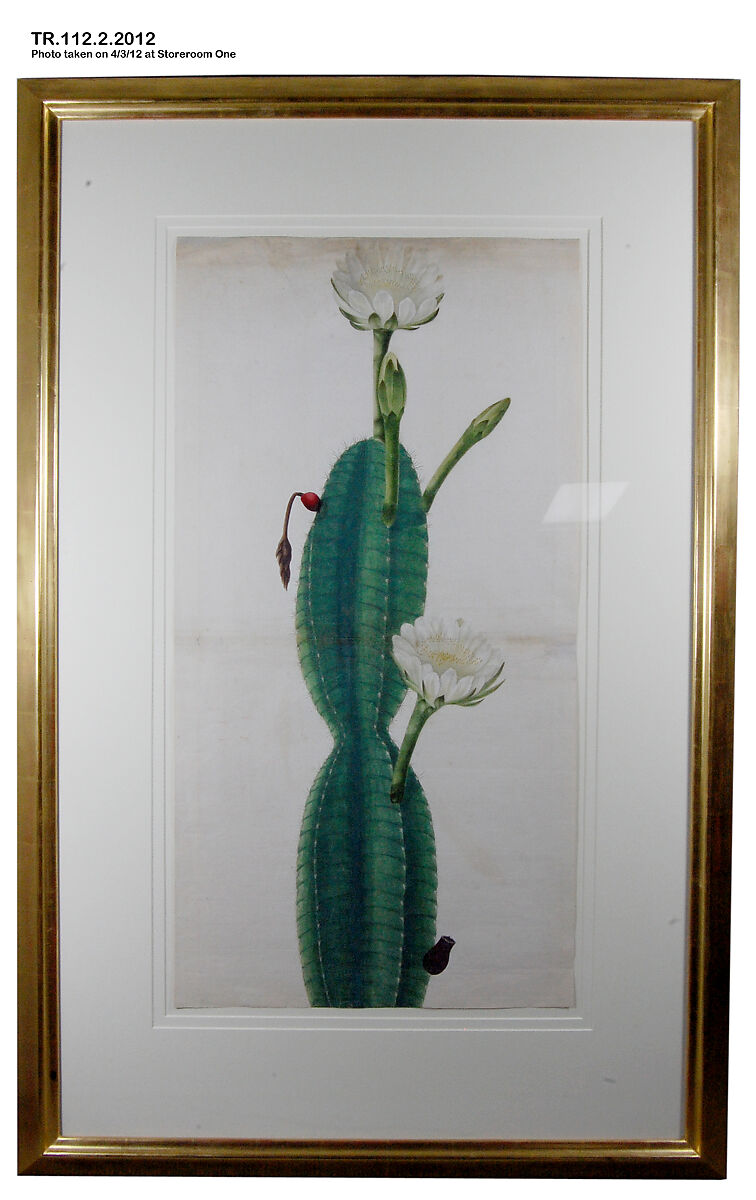 Cactus Plant in Flower, Opaque watercolor on paper 