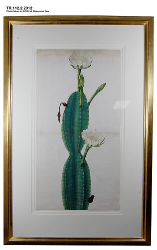 Cactus Plant in Flower