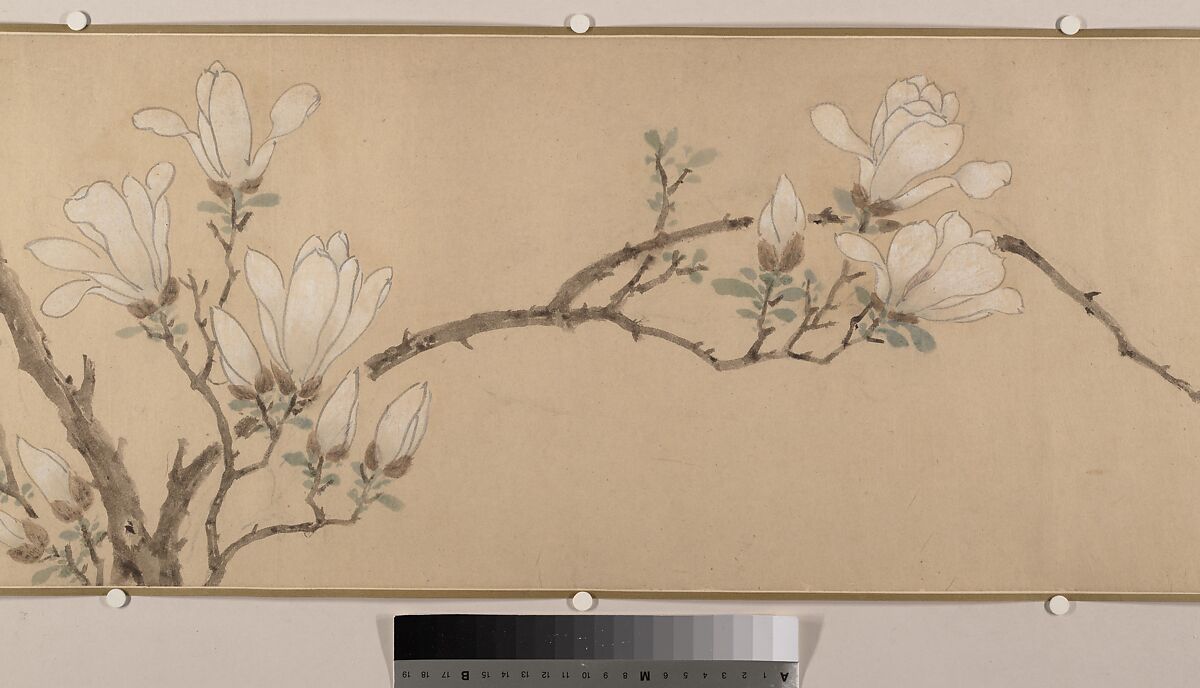 Magnolia, Unidentified artist, Handscroll; color on paper, China