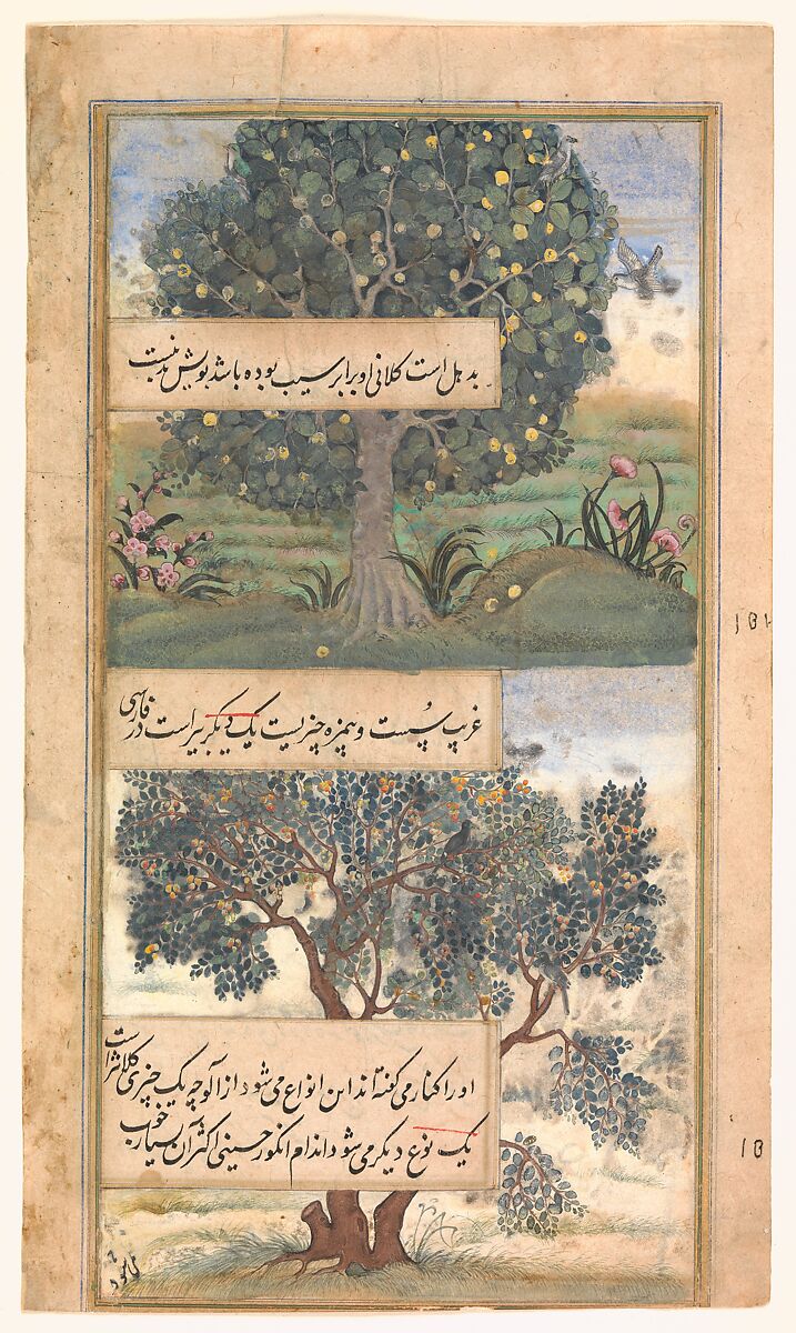 "Three Trees of India", Folio from a Baburnama (Autobiography of Babur), Ink, opaque watercolor, and gold on paper 