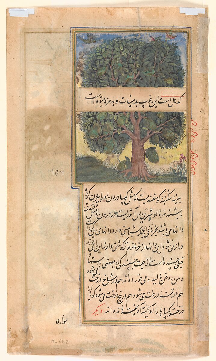 "Three Trees of India", Folio from a Baburnama (Autobiography of Babur), Ink, opaque watercolor, and gold on paper