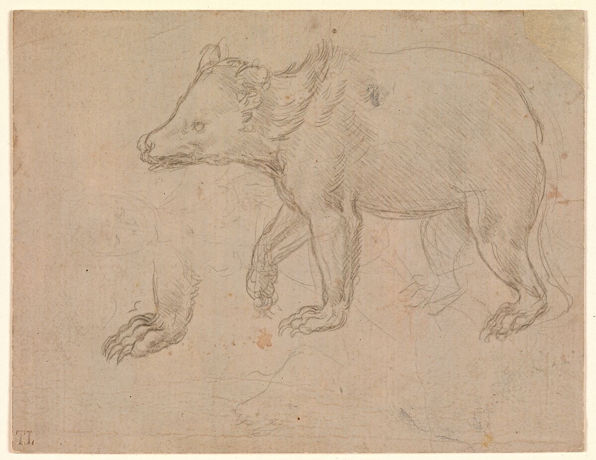 A Bear Walking, Leonardo da Vinci (Italian, Vinci 1452–1519 Amboise), silverpoint on light buff prepared paper 