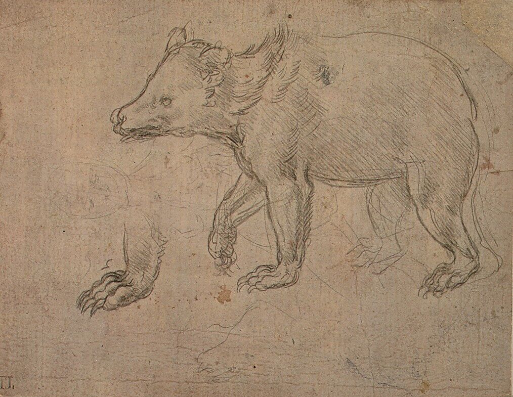 A Bear Walking, Leonardo da Vinci (Italian, Vinci 1452–1519 Amboise), silverpoint on light buff prepared paper