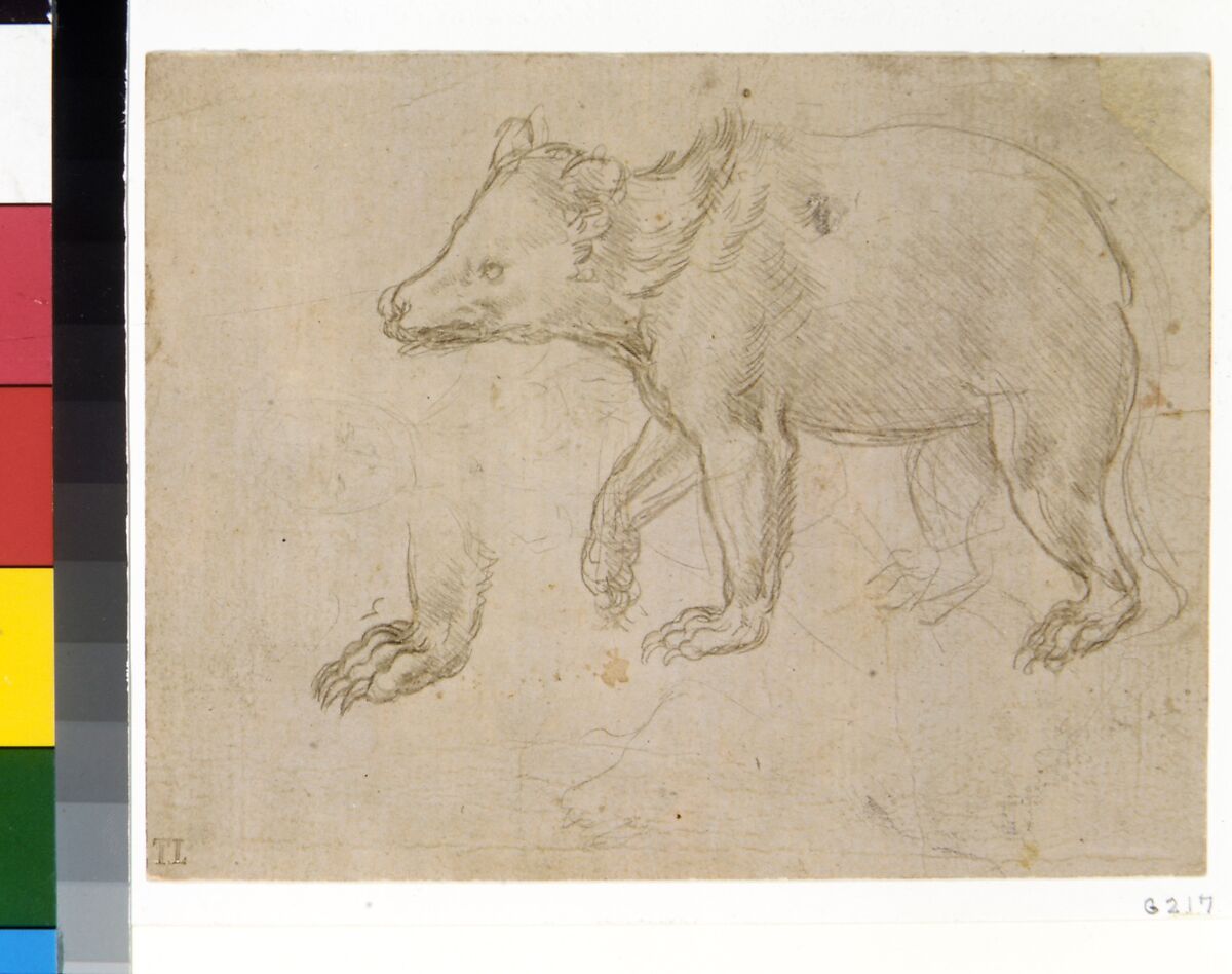 A Bear Walking, Leonardo da Vinci (Italian, Vinci 1452–1519 Amboise), silverpoint on light buff prepared paper