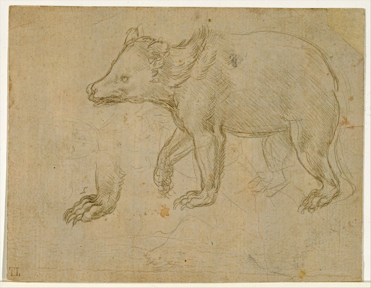 A Bear Walking, Leonardo da Vinci (Italian, Vinci 1452–1519 Amboise), silverpoint on light buff prepared paper