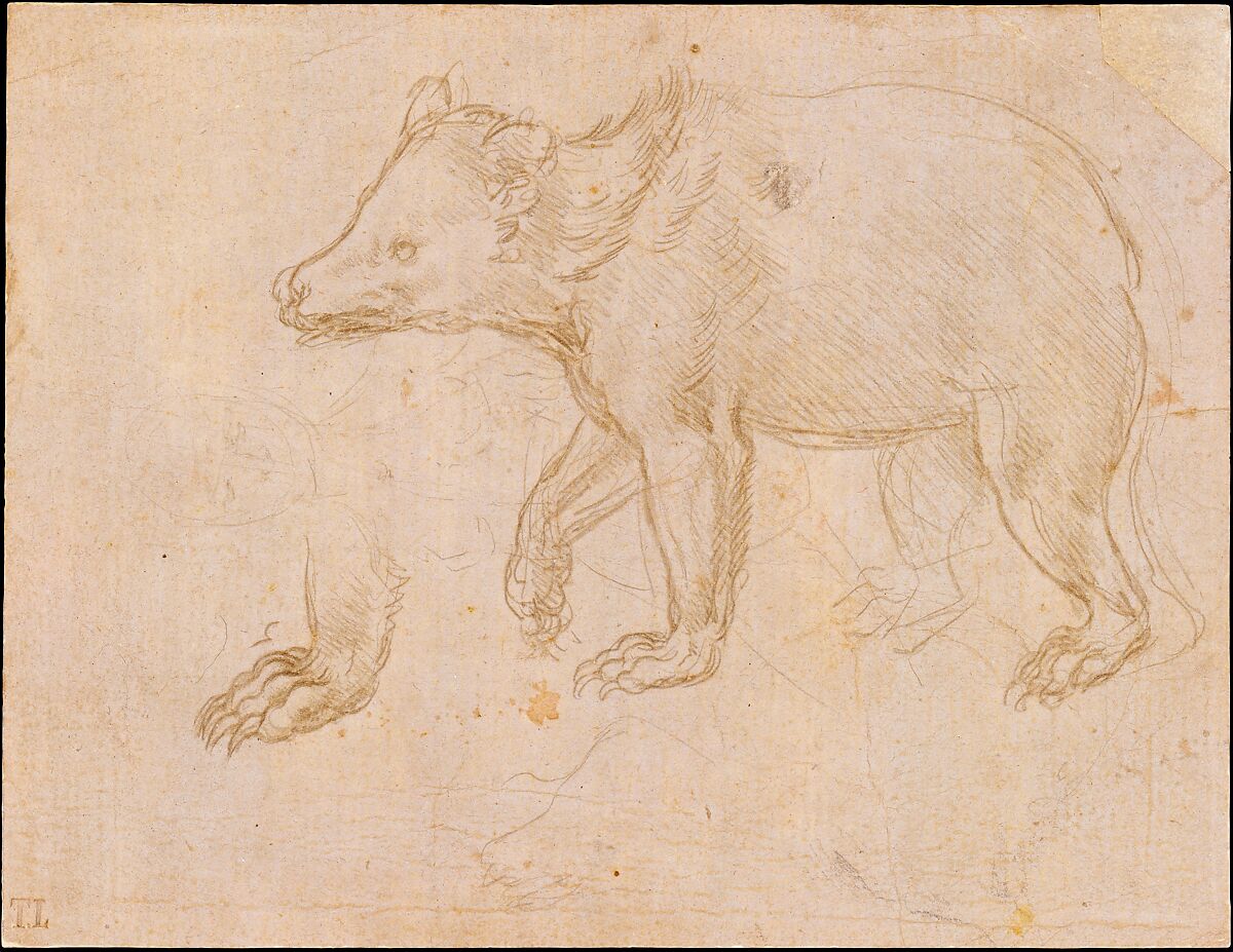 A Bear Walking, Leonardo da Vinci (Italian, Vinci 1452–1519 Amboise), silverpoint on light buff prepared paper