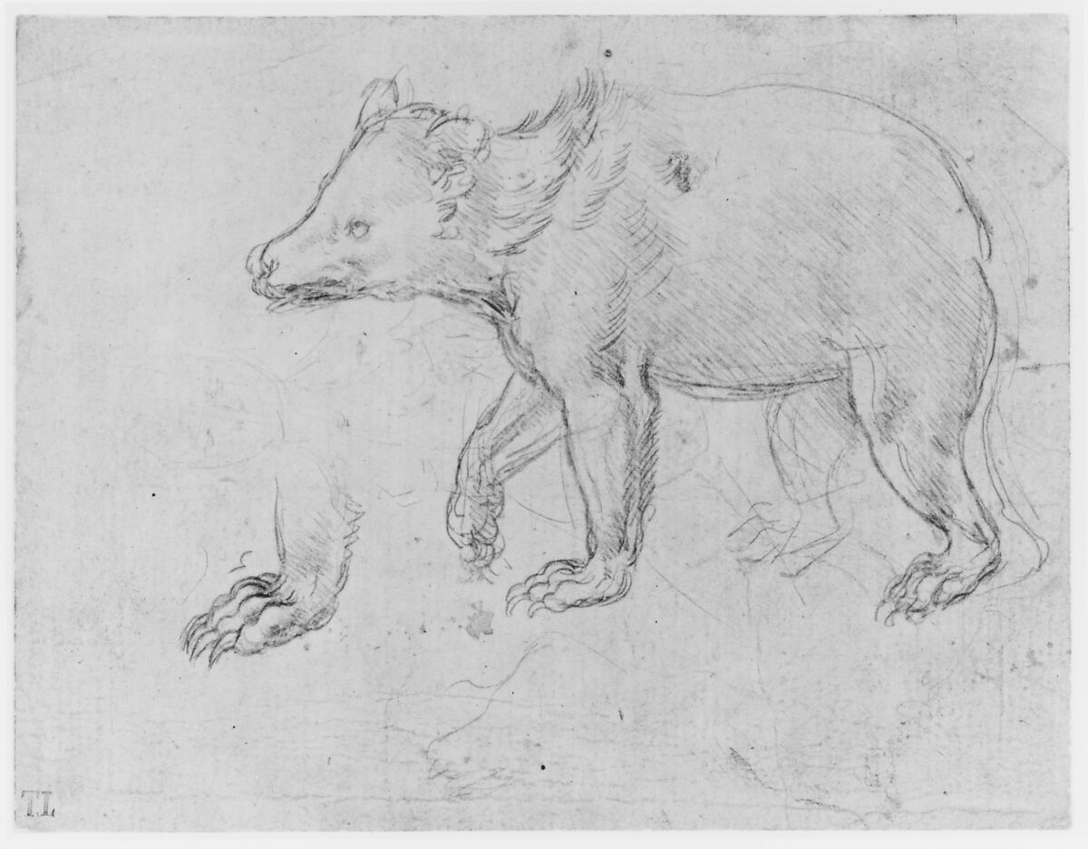 A Bear Walking, Leonardo da Vinci (Italian, Vinci 1452–1519 Amboise), silverpoint on light buff prepared paper