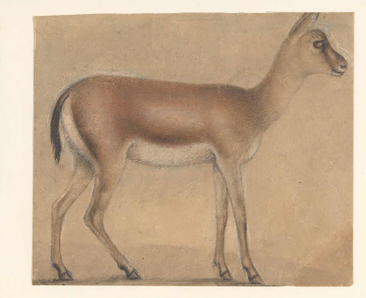 A Gazelle in Profile, Moving Toward the Right, Circle of Michelino da Besozzo (Michelino de Mulinari) (Italian, Lombardy, active 1388–1450), Tip of the brush and brown, gray (both in various shades), and black ink; contours with metalpoint (?or black chalk?); touches of white chalk; brown and light brownish gray wash; on vellum. 