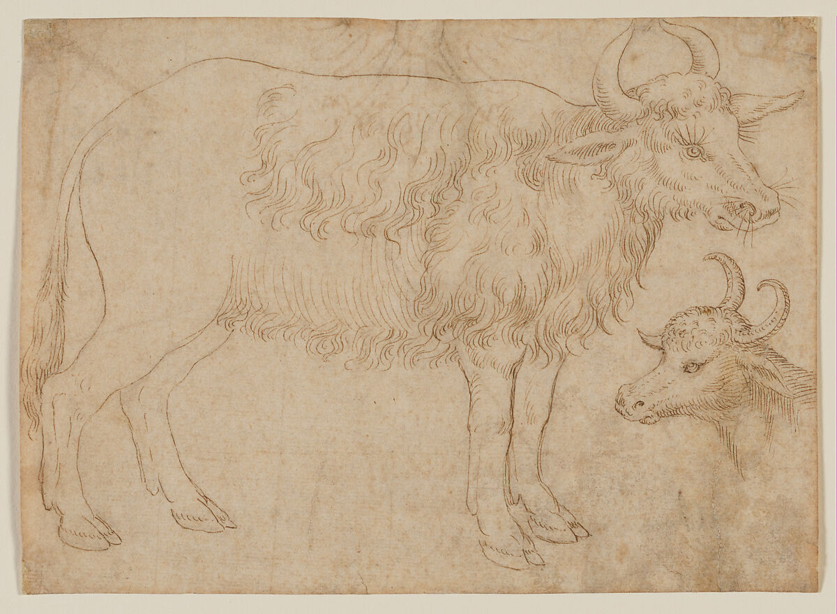 Study of Two Bovine Animals, The Veneto (mid-15th century), Pen and brown ink, Italian (Veneto) 