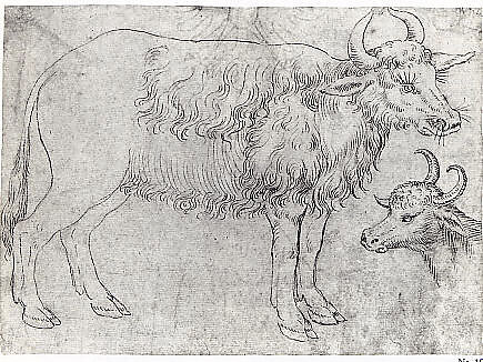 Study of Two Bovine Animals, The Veneto (mid-15th century), Pen and brown ink, Italian (Veneto)
