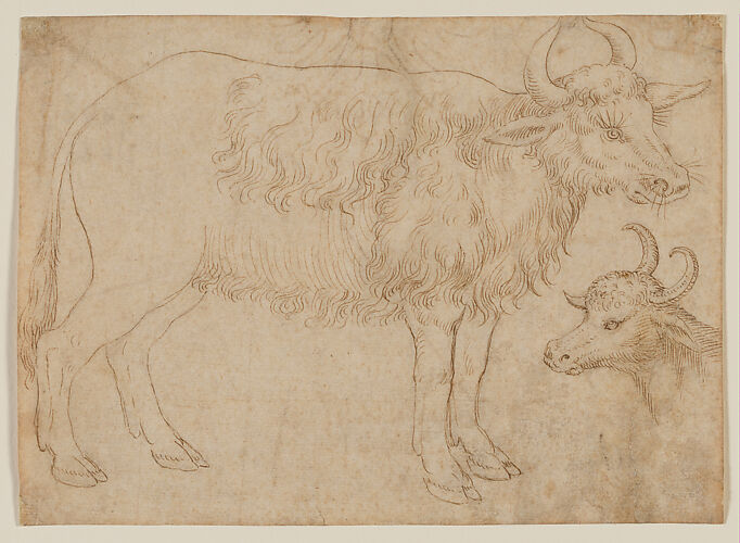 Study of Two Bovine Animals