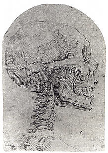 Skull in Profile, Battista Franco (Italian, Venice ca. 1510–1561 Venice) (?), Pen and brown ink