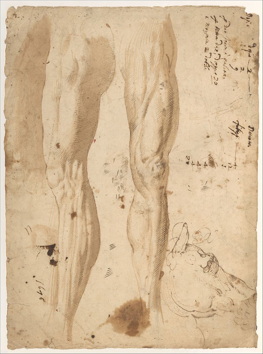Studies of the Leg of a Man and a Horse's Head (recto); sketches of the back of a man's left shoulder and a chained (?) figure., Central Italian , second quarter 16th century, Pen and brown ink (the horse's head in a different pen and brown ink), brush and wash in two shades of brown (recto); red chalk and pencil (verso), Central Italian