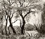The Meadow, James Preston (American, Roxborough, Pennsylvania 1873–1962 East Hampton, New York), Black and some white chalk; borders of image marked off at the corners with a straight edge in black chalk