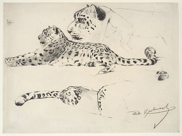 Leopard Studies, Wilhelm Kuhnert (Oppeln 1865–Flims (Graubünden) 1926), graphite on paper, German 