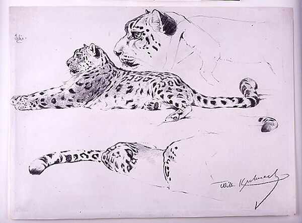 Leopard Studies, Wilhelm Kuhnert (Oppeln 1865–Flims (Graubünden) 1926), graphite on paper, German