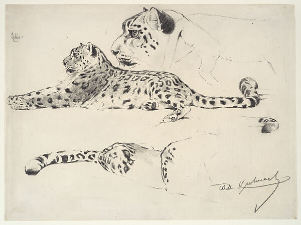 Leopard Studies