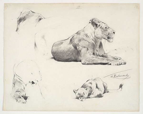 Lion Studies, Wilhelm Kuhnert (Oppeln 1865–Flims (Graubünden) 1926), graphite on paper, German 