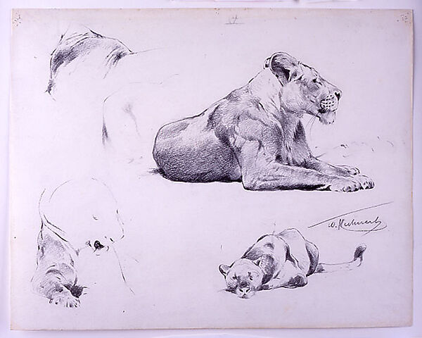 Lion Studies, Wilhelm Kuhnert (Oppeln 1865–Flims (Graubünden) 1926), graphite on paper, German