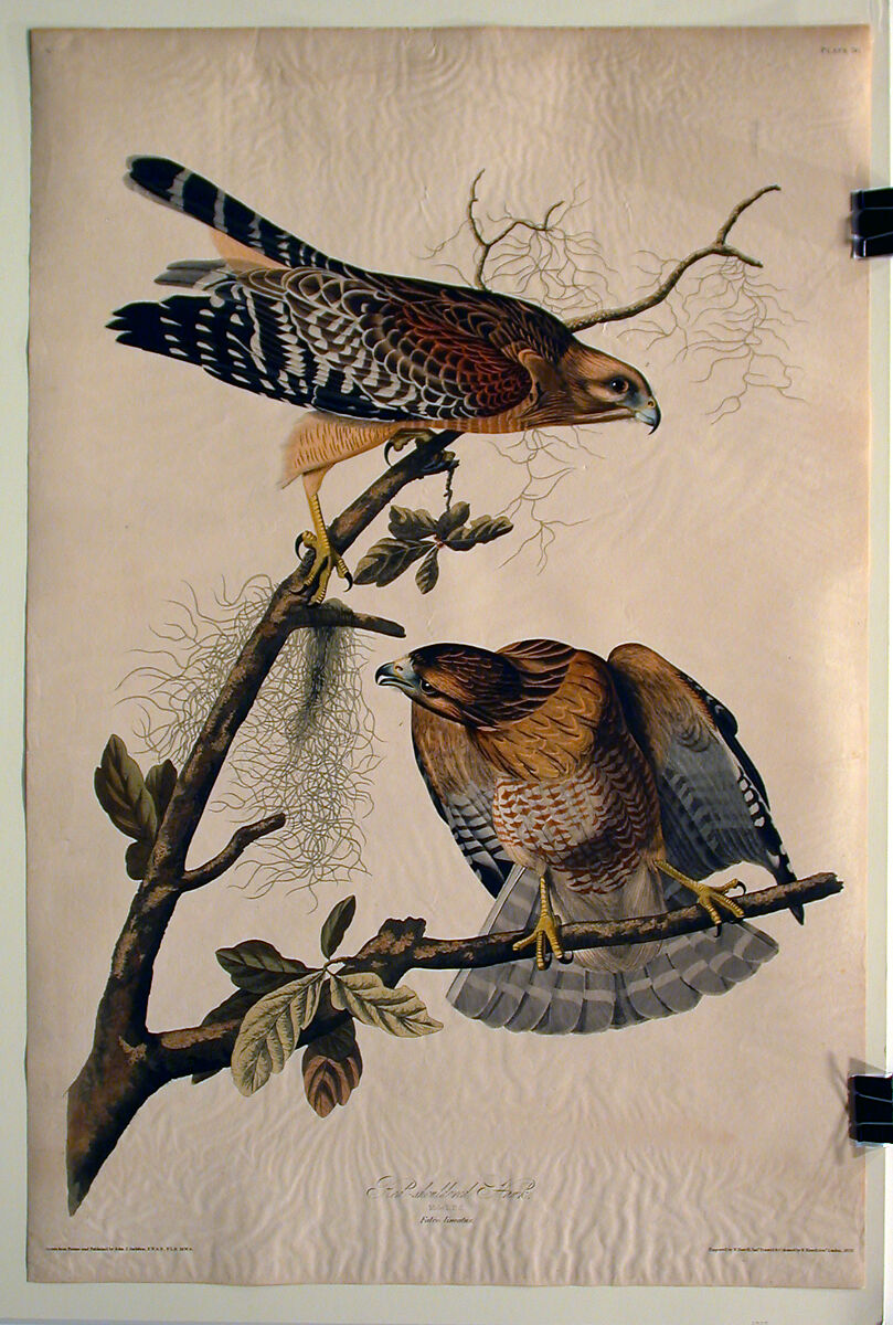 Red Shouldered Hawk (No. 12), John James Audubon (American (born Haiti), Les Cayes (Saint-Domingue) 1785–1851 New York), Print 