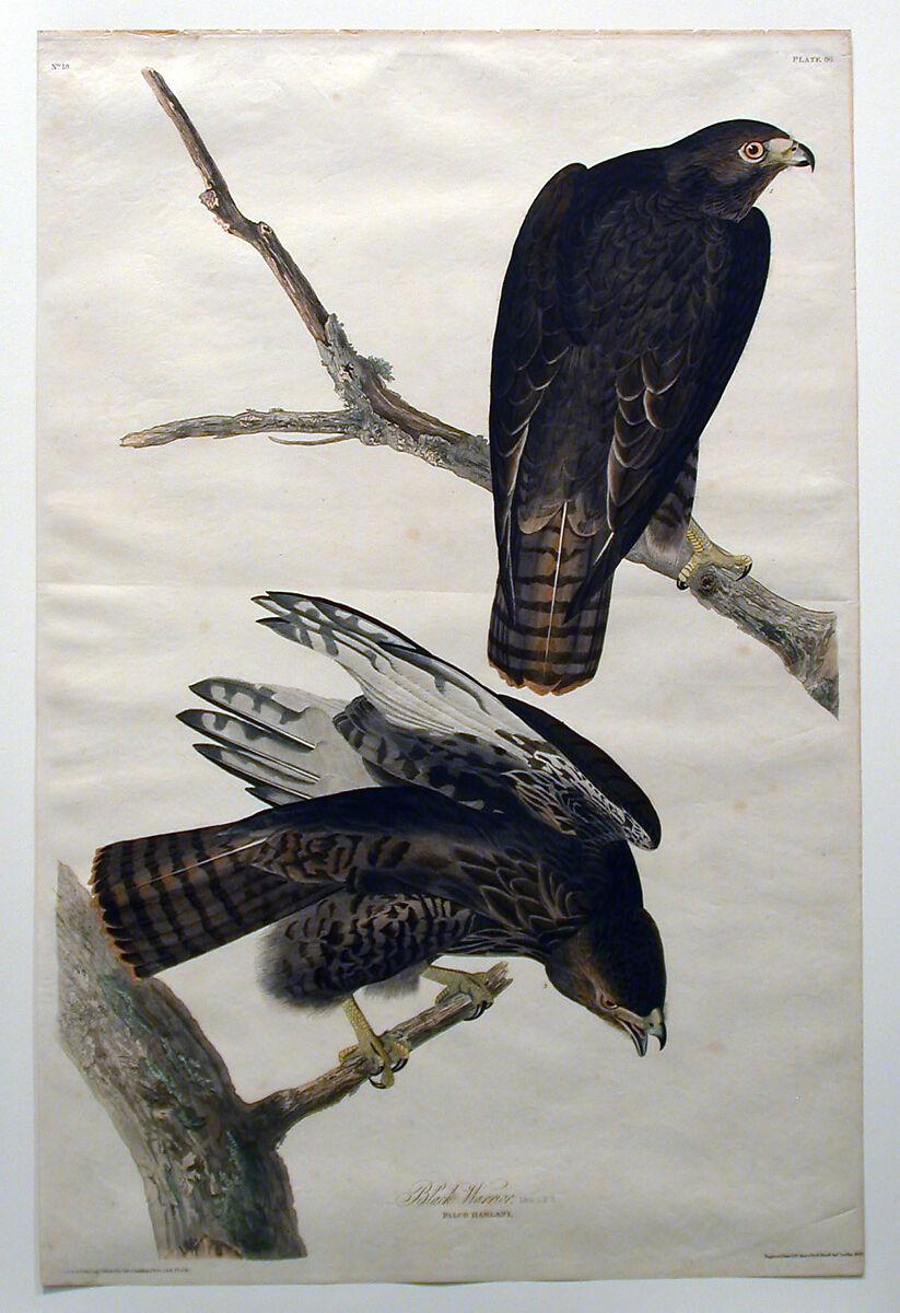 Black Warrior (No. 18), John James Audubon (American (born Haiti), Les Cayes (Saint-Domingue) 1785–1851 New York), Print 