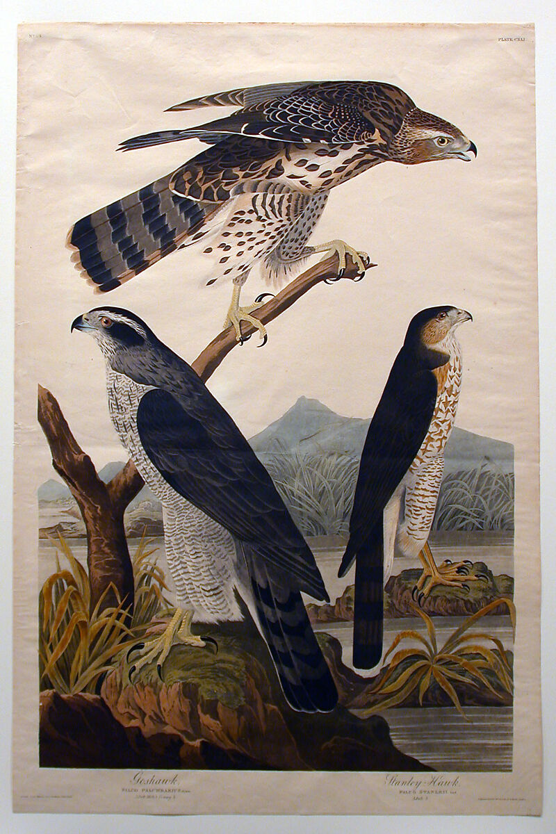 Goshawk, Stanley Hawk (No. 29), John James Audubon (American (born Haiti), Les Cayes (Saint-Domingue) 1785–1851 New York), Print 