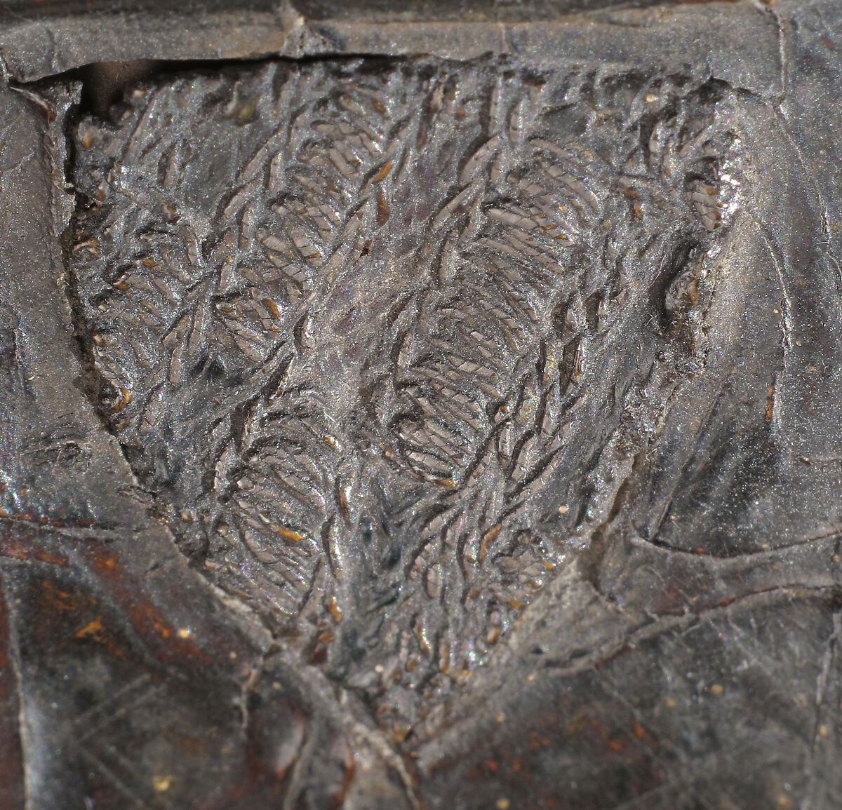 Coffret, Leather (Cuir bouilli), polychromy, silver gilt and enamel coat of arms, gilt copper alloy mounts on wood core, French (?)