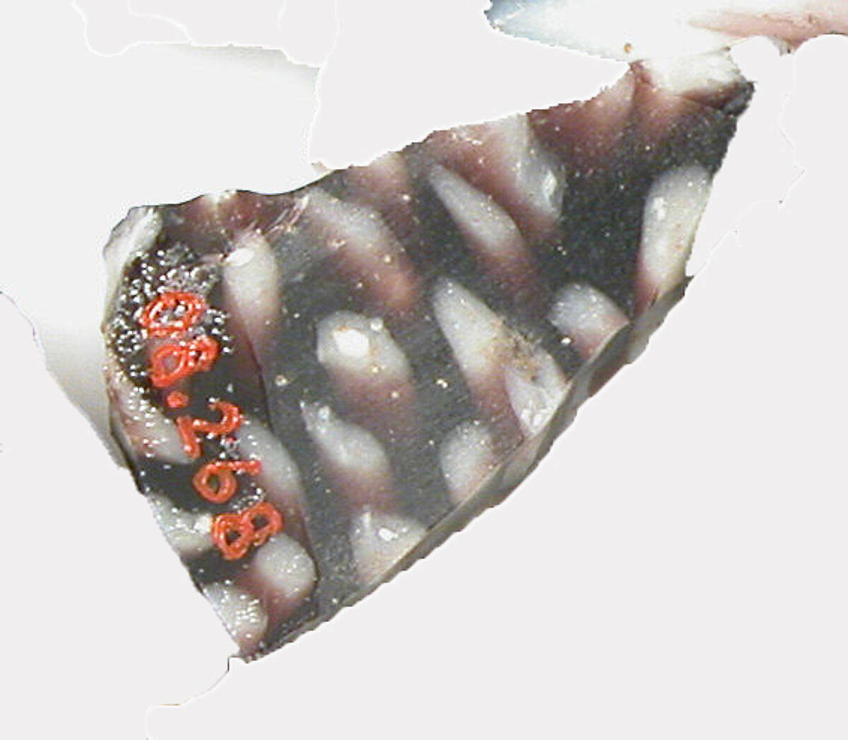 Glass Fragments from a Vessel, Glass, Coptic