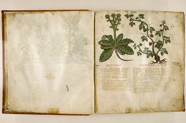 The Naples Dioscorides, Ink and pigment on parchment, 172 folios 