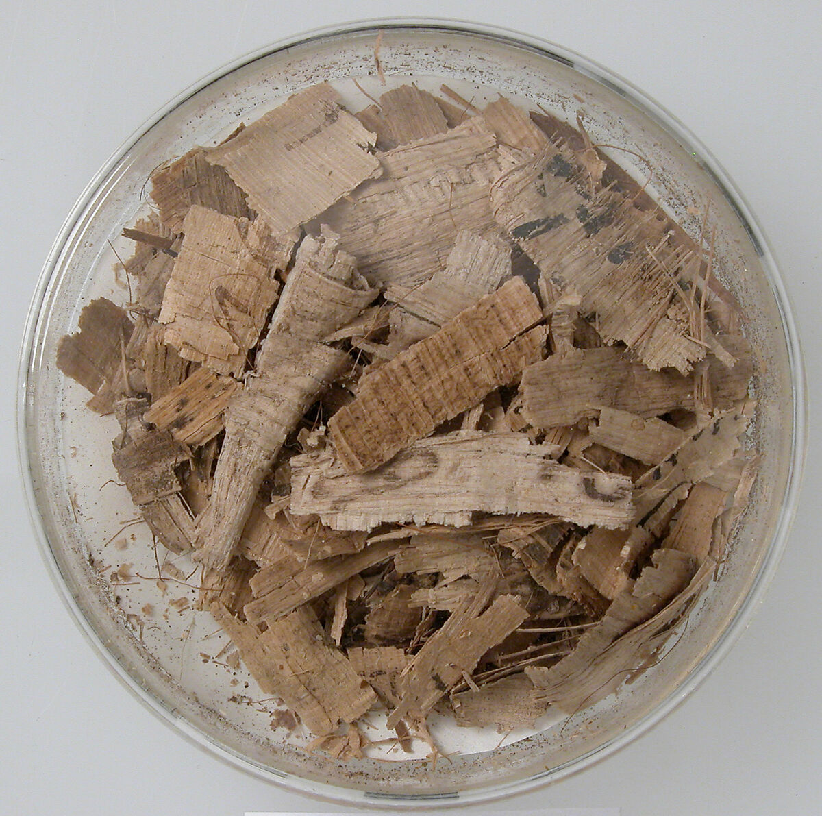 Papyri Fragments, Papyrus and ink, Coptic 