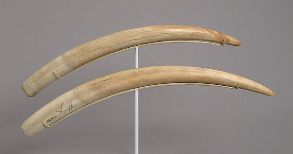 Pair of Walrus Tusks, Walrus ivory 
