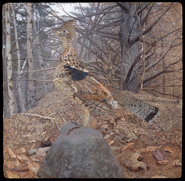 Male Ruffed Grouse in the Forest, Gerald Thayer (American, Cornwall-on-Hudson, New York 1883–1939 Keene, New Hampshire), Watercolor on paper 