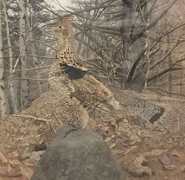 Male Ruffed Grouse in the Forest, Gerald Thayer  American, Watercolor on paper