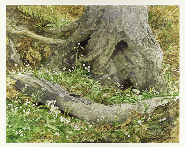 Tree Trunks, George A. Weymouth (American, Wilmington, Delaware 1936–2016 Chadds Ford, Pennsylvania), Watercolor on paper 