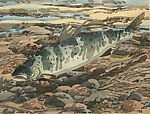 Study for print of Salmon, Neil Welliver  American, Watercolor over graphite on paper