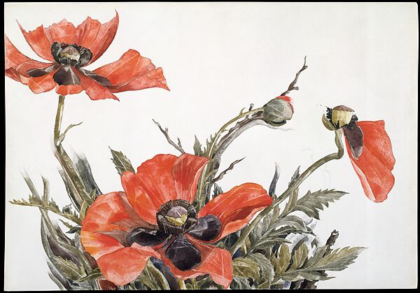 Charles Demuth Red Poppies The Metropolitan Museum Of Art