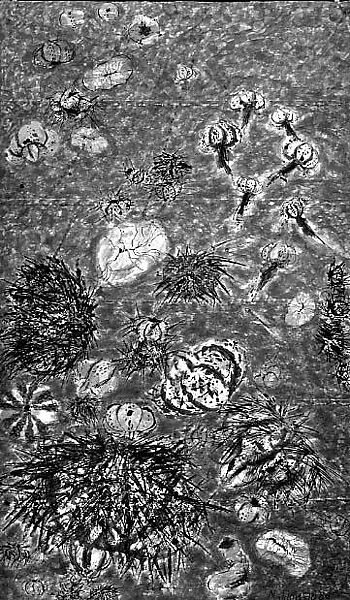 Sea Urchins, Rocio Maldonado (Mexican, born 1951), Ink and wash on paper 