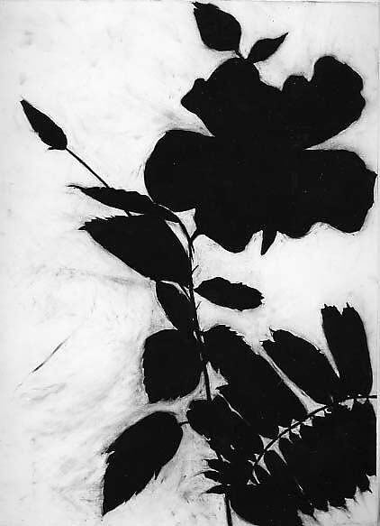 Chinese Hibiscus, Susan Davidoff (American, born 1953), Charcoal on paper 