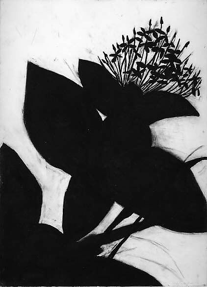 Ixora - Jungle Flame, Susan Davidoff (American, born 1953), Charcoal on paper 