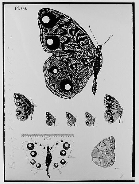 The Album Series: Butterfly Feb. 26, 1996, Donald Sultan (American, born Asheville, North Carolina, 1951), Screenprint, relief, and embossing with hand-coloring on handmade paper 