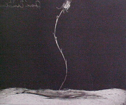 Portfolio of 6 Aquatints: Rose