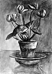 Cyclamen