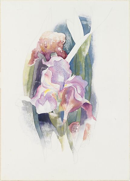 Purple Iris, Charles Demuth (American, Lancaster, Pennsylvania 1883–1935 Lancaster, Pennsylvania), Watercolor and graphite on paper 