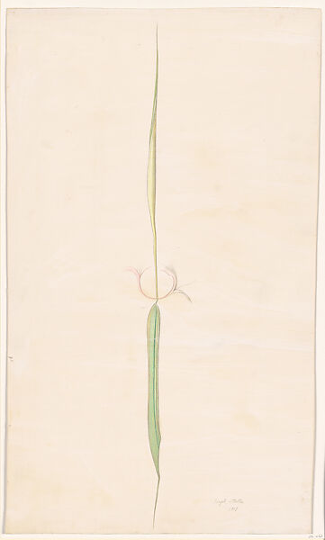 Single Flower, Joseph Stella (American (born Italy) Muro Lucano 1877–1946 New York, New York), Crayon and metalpoint on prepared paper 