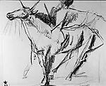 Bull Fight