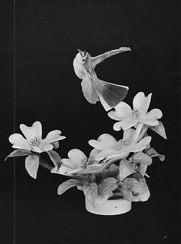 Blue-Grey Gnatcatcher and Dogwood