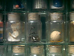 Untitled (Pharmacy), Joseph Cornell (American, Nyack, New York 1903–1972 Flushing, New York), Box construction: wood, glass, mirror, shells, sand, printed paper, coral, cork, feather, metal, and liquid