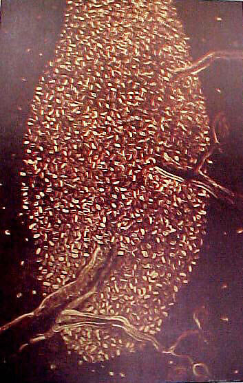 Bee Series, Bill Woodrow (British, born 1948), Color linocuts (ten prints)