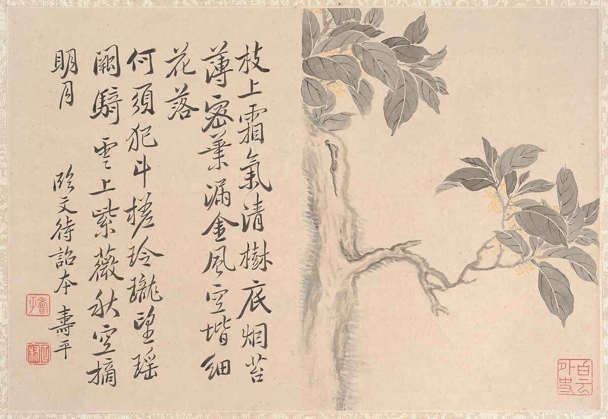 Cassia Tree, Unidentified artist, Album leaf; ink and color on paper, China 